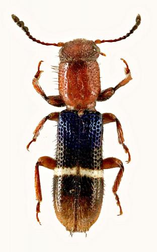 Réf. 237 952 : Paratillus carus